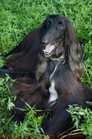 cor (73 из 92).jpg (271.02 КБ, Просмотров: 119220) cor (73 из 92).jpg