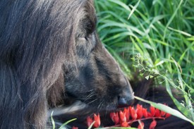 cor (87 из 92).jpg (220.97 КБ, Просмотров: 119219) cor (87 из 92).jpg