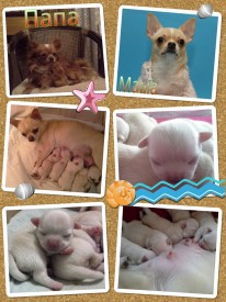 PicsArt_1397498557241.jpg (611.88 КБ, Просмотров: 3639) PicsArt_1397498557241.jpg