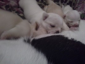 20140422_175908.jpg (536.1 КБ, Просмотров: 3637) 20140422_175908.jpg