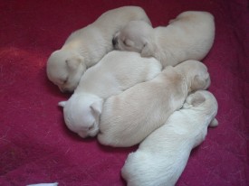 20140422_143219.jpg (709.88 КБ, Просмотров: 3637) 20140422_143219.jpg