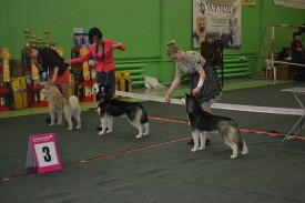 getImage (2).jpg (192.5 КБ, Просмотров: 6722) getImage (2).jpg