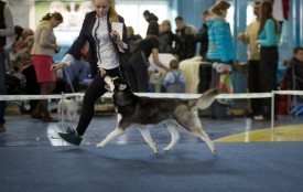 MNH-eNqC7Us.jpg (46.63 КБ, Просмотров: 6721) MNH-eNqC7Us.jpg