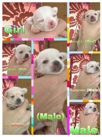 PicsArt_1398317308643.jpg (645.78 КБ, Просмотров: 3625) PicsArt_1398317308643.jpg