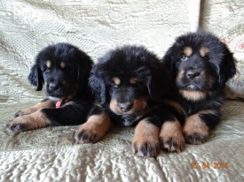 щенки.jpg (140.79 КБ, Просмотров: 1650) щенки.jpg