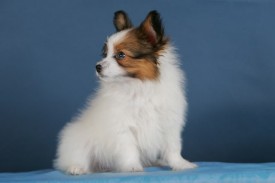 HC2U7197 (640x427).jpg (55.28 КБ, Просмотров: 1290) HC2U7197 (640x427).jpg