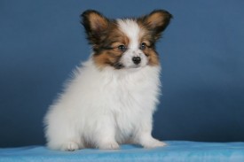 HC2U7191 (640x427).jpg (51.2 КБ, Просмотров: 1290) HC2U7191 (640x427).jpg