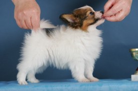 HC2U7174 (640x427).jpg (69.53 КБ, Просмотров: 1290) HC2U7174 (640x427).jpg