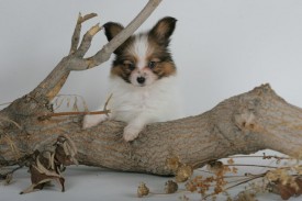 HC2U7558 (640x427) (640x427).jpg (84.24 КБ, Просмотров: 1286) HC2U7558 (640x427) (640x427).jpg