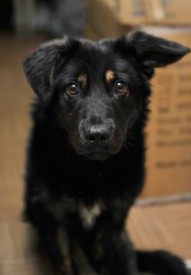 WmrP0uWGFiQ.jpg (49.06 КБ, Просмотров: 2903) WmrP0uWGFiQ.jpg