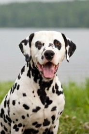 лорд.jpg (55.52 КБ, Просмотров: 2277) лорд.jpg