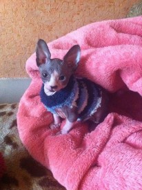 image.jpg (154.04 КБ, Просмотров: 1800) image.jpg