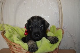 IMG_20140502_043353_4.jpg (144.59 КБ, Просмотров: 1697) IMG_20140502_043353_4.jpg