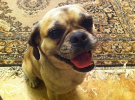 getImage (20).jpg (269.38 КБ, Просмотров: 1488) getImage (20).jpg