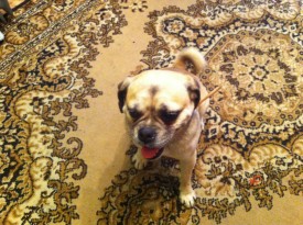 getImage (21).jpg (367.63 КБ, Просмотров: 1488) getImage (21).jpg