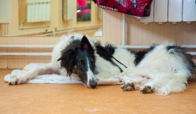 DSC_0151.jpg (165.16 КБ, Просмотров: 5028) DSC_0151.jpg