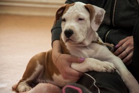 DSC_0170.jpg (176.32 КБ, Просмотров: 5028) DSC_0170.jpg