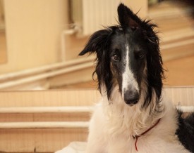 DSC_0188.jpg (183.32 КБ, Просмотров: 5028) DSC_0188.jpg