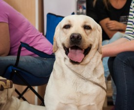 DSC_0191.jpg (185.04 КБ, Просмотров: 5028) DSC_0191.jpg