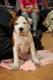 DSC_0193.jpg (188.11 КБ, Просмотров: 5028) DSC_0193.jpg