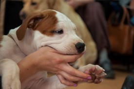 DSC_0214.jpg (155.26 КБ, Просмотров: 5028) DSC_0214.jpg