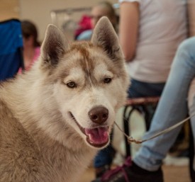 DSC_0216.jpg (173.66 КБ, Просмотров: 5028) DSC_0216.jpg
