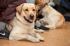 DSC_0229.jpg (208.79 КБ, Просмотров: 5028) DSC_0229.jpg