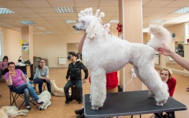 DSC_0244.jpg (199.59 КБ, Просмотров: 5028) DSC_0244.jpg