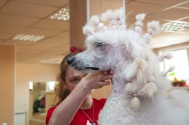 DSC_0248.jpg (157.27 КБ, Просмотров: 5028) DSC_0248.jpg