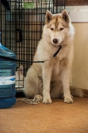 DSC_0263.jpg (233.98 КБ, Просмотров: 5027) DSC_0263.jpg