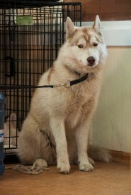 DSC_0264.jpg (219.16 КБ, Просмотров: 5027) DSC_0264.jpg