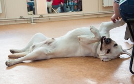 DSC_0268.jpg (175.04 КБ, Просмотров: 5027) DSC_0268.jpg