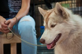 DSC_0272.jpg (179.03 КБ, Просмотров: 5027) DSC_0272.jpg