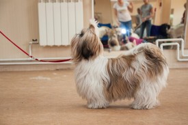 DSC_0310.jpg (178.38 КБ, Просмотров: 5027) DSC_0310.jpg