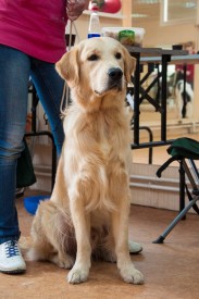 DSC_0313.jpg (212.75 КБ, Просмотров: 5027) DSC_0313.jpg