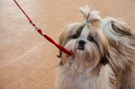 DSC_0316.jpg (166.25 КБ, Просмотров: 5027) DSC_0316.jpg