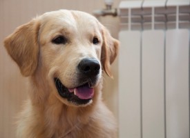 DSC_0317.jpg (156.1 КБ, Просмотров: 5027) DSC_0317.jpg