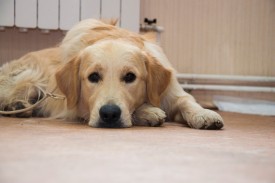 DSC_0320.jpg (140.31 КБ, Просмотров: 5027) DSC_0320.jpg