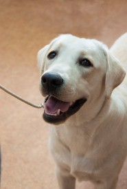 DSC_0334.jpg (133.36 КБ, Просмотров: 5027) DSC_0334.jpg