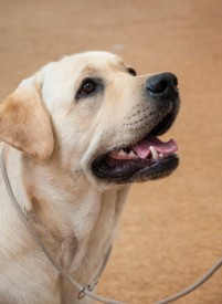 DSC_0336.jpg (188.7 КБ, Просмотров: 5027) DSC_0336.jpg