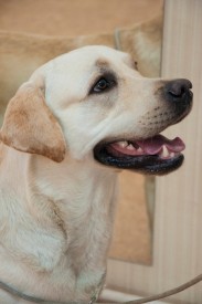 DSC_0339.jpg (158.61 КБ, Просмотров: 5027) DSC_0339.jpg