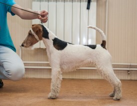 DSC_0352.jpg (182.75 КБ, Просмотров: 5027) DSC_0352.jpg