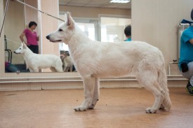 DSC_0368.jpg (169.46 КБ, Просмотров: 5024) DSC_0368.jpg