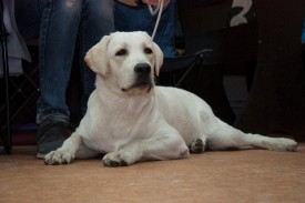 DSC_0376.jpg (159.31 КБ, Просмотров: 5024) DSC_0376.jpg