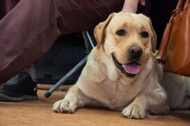 DSC_0378.jpg (194.87 КБ, Просмотров: 5024) DSC_0378.jpg