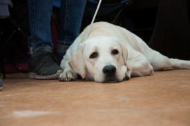 DSC_0381.jpg (140.58 КБ, Просмотров: 5024) DSC_0381.jpg