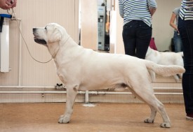 DSC_0384.jpg (186.85 КБ, Просмотров: 5024) DSC_0384.jpg