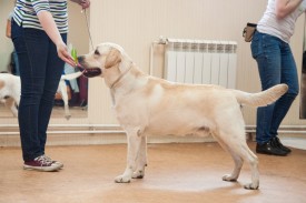 DSC_0386.jpg (172.25 КБ, Просмотров: 5024) DSC_0386.jpg