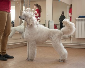 DSC_0393.jpg (176.17 КБ, Просмотров: 5024) DSC_0393.jpg