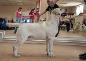 DSC_0403.jpg (186.99 КБ, Просмотров: 5024) DSC_0403.jpg
